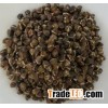 Moringa seeds