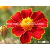 French Marigold flower seed , Tagetes patula L.