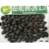 BLACK LOTUS SEED HIGH QUALITY_LOW PRICE