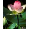 Vietnamese lotus seed