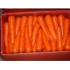 Fresh Carrots, garlics now available for supply