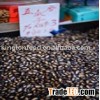 black melon Seed