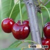 Cherry Fruit Tree