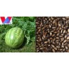 Watermelon Seeds