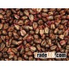 Grape Seeds