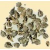 Grape Seeds