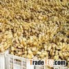 Fresh Ginger whole, Dried Ginger Whole/splits for supply now