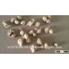 Moringa Seeds Prices