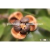 Organic Nature Oriental Camellia Seeds