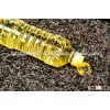 Black Oil Sunflower Seeds