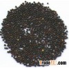 Canola Seeds