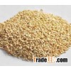 white natural sesame seeds