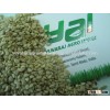 Somalia Origin Natural Sesame Seeds - 99.95%