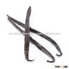 Indonesian Vanilla Bean Grade A 15+ cm Export Quality