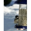 SAFFLOWER SEED