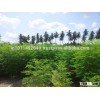 Moringa A Graded Seeds for sale