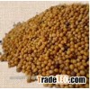 yellow mustard seeds/mustard seed whole dHigh quality for sale