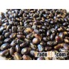 Castor Bean
