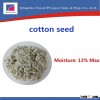 bulk Cotton Seed Crude Protein:30% min