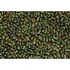 Sesbania Seeds