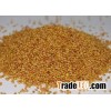 Berseem Clover Seeds