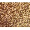PRICE FOR ALFALFA SEEDS