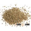 Lovage Seed (Ajwan)
