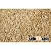 Grass Seeds