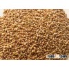 alfalfa seed for sale
