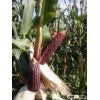 Purple corn from Hungary