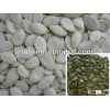 New crop Snow White Pumpkin Seeds