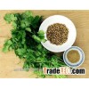 Coriander seeds High Grade A Grade A hot sales