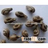 SHIVLINGI SEED/ SHIVLINGI BEEJ