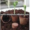 plant seed germination