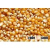 Seed Corn, Powder Corn..