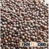 Grade A Broccoli seeds