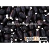 Jatropha Seeds