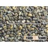 Sun Hemp