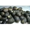 Jathropha seed