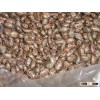 Best Quality Castor Seed