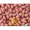 2016 Best Quality JAVA Peanut from India- July Crop