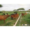 High Quality Live Dairy Cows and Pregnant Holstein Heifers Cows For sale