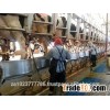 Healthy Dairy Cows and Pregnant Holstein Heifers for sale