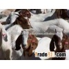 Live Boer Goats For Sale Good Price.