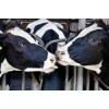 Healthy Live Dairy Cows and Pregnant Holstein Heifers Cow/Boer Goats, Live Sheep, Cattle, Lambs for 