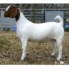 Healthy Boear goats for sale
