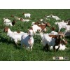 Live Boer Goats, Sheep and Cows