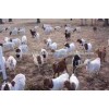 Live Boer Goats For Sale