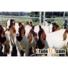 Live and Pregnant Boer Goats