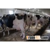 High Quality Live Dairy Cows and Pregnant Holstein Heifers Cows For sale